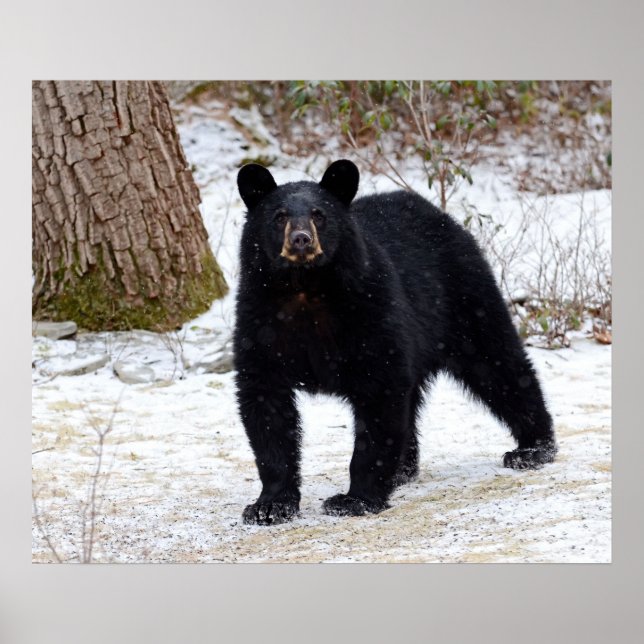 Pennsylvania Black Bear in Winter Poster (Front)