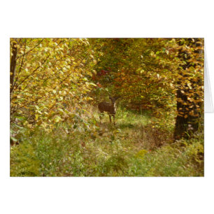 Pennsylvania Deer in Fall Nature