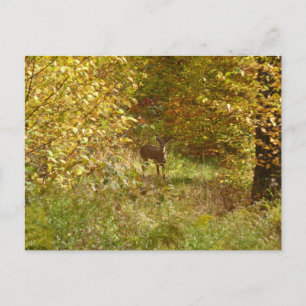 Pennsylvania Deer in Fall Nature Postcard
