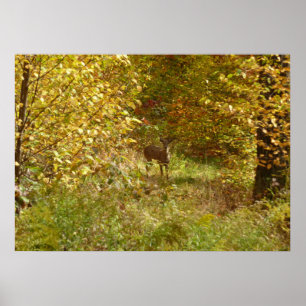 Pennsylvania Deer in Fall Nature Poster