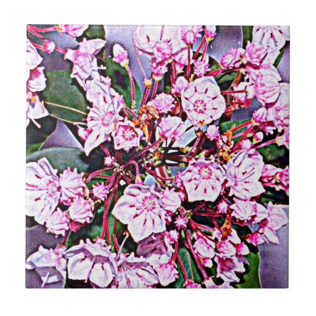 Pennsylvania Mountain Laurel Ceramic Tile (Front)