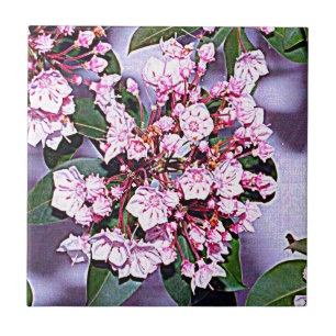 Pennsylvania Mountain Laurel Tile