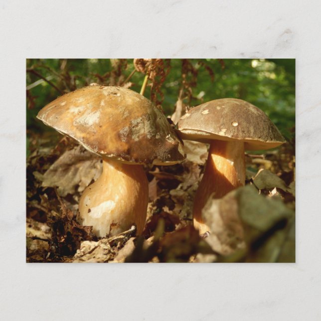 Penny Bun Mushroom Postcard (Front)