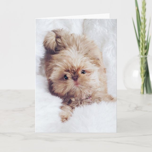 Penny orange liver Shih Tzu greeting birthday card (Front)