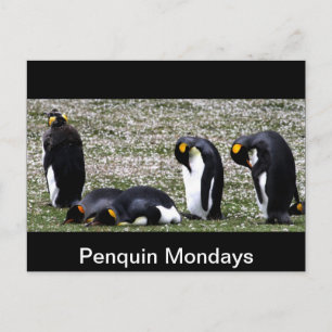 Penquin Mondays Postcard