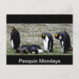 Penquin Mondays Postcard