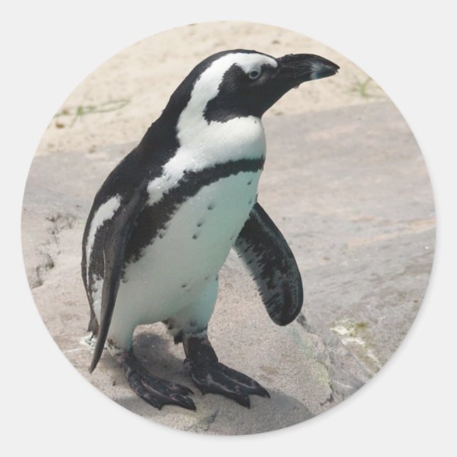 Penquin Sticker (Front)