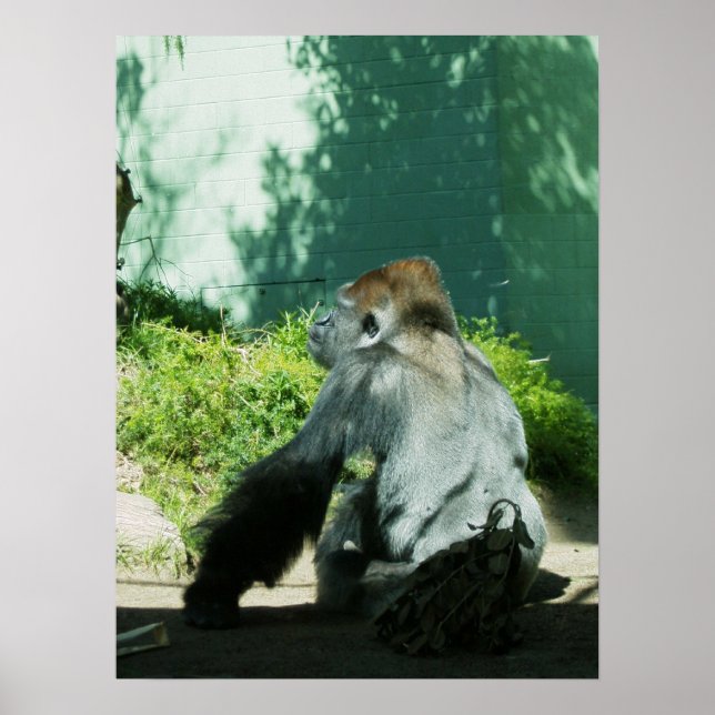 Pensive Gorilla Poster (Front)