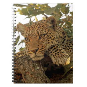 Pensive Leopard Journal