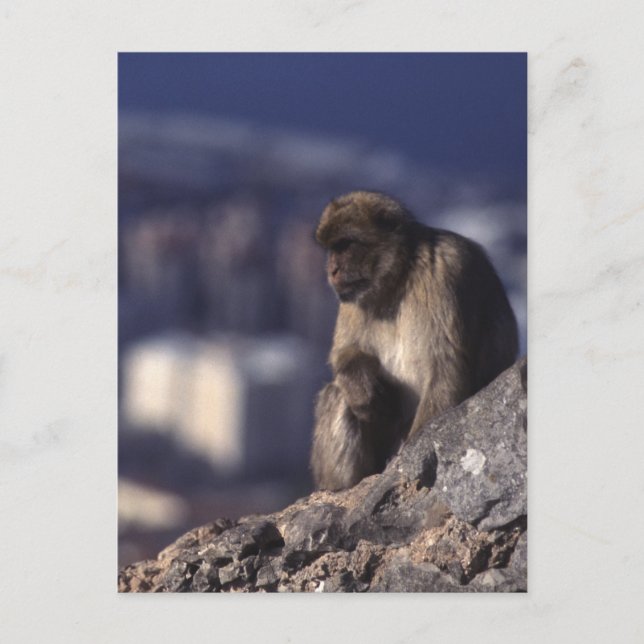 Pensive Monkey in Gibraltar Postcard (Front)