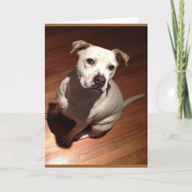 Pensive Pit Bull Card (Front)