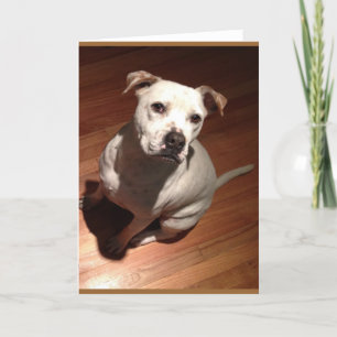 Pensive Pit Bull Card