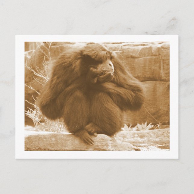 Pensive Primate Postcard (Front)