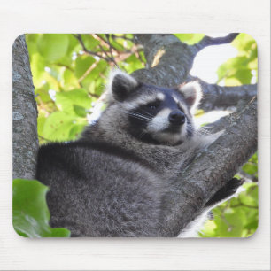 Pensive Racoon in a tree Mouse Pad