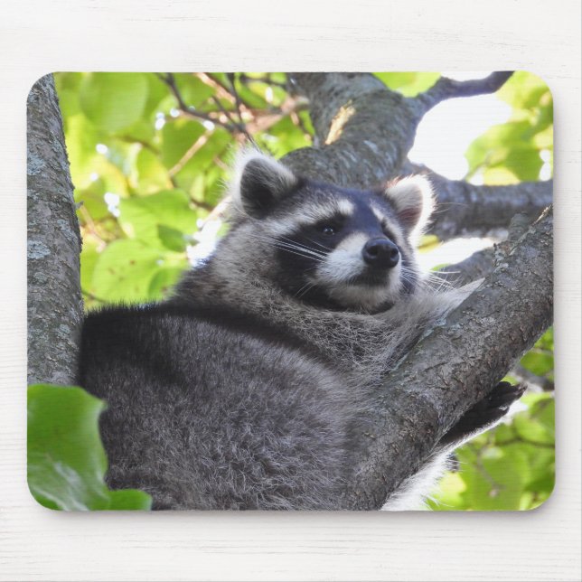 Pensive Racoon in a tree Mouse Pad (Front)