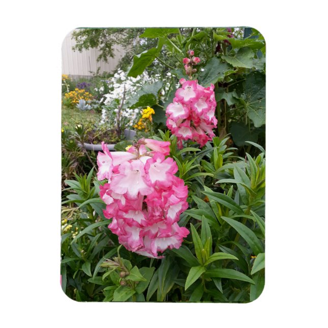 Penstemon Flower Garden floral Birthday Magnet (Vertical)