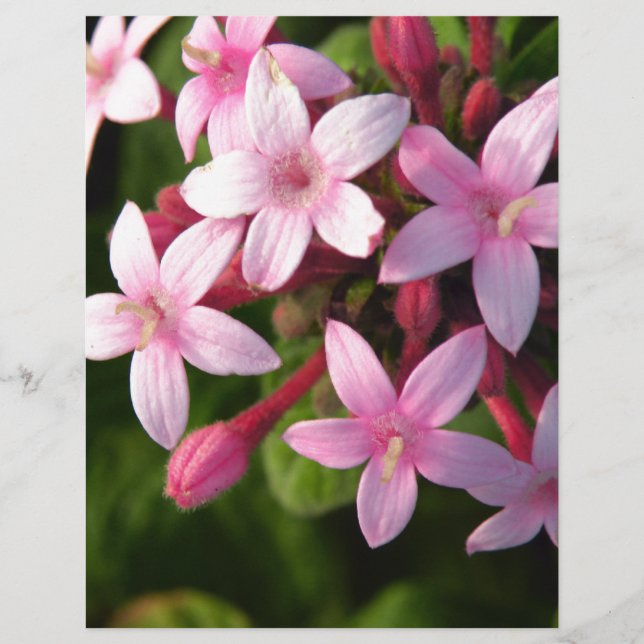 Pentas (Front)