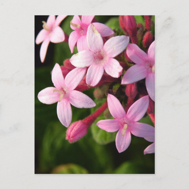 Pentas Postcard (Front)