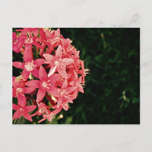 Pentas Postcard (Front)