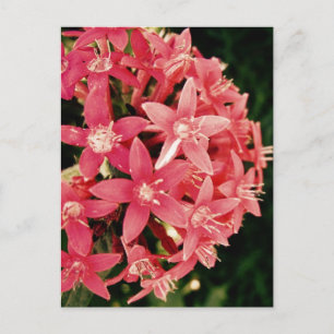 Pentas Postcard