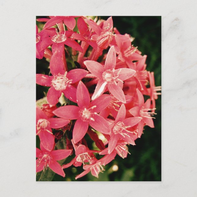 Pentas Postcard (Front)