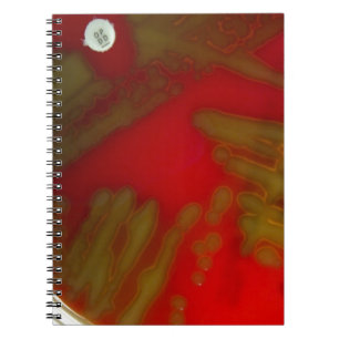 Penumonia Bacteria Notebook