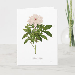 Peonia albiflora card