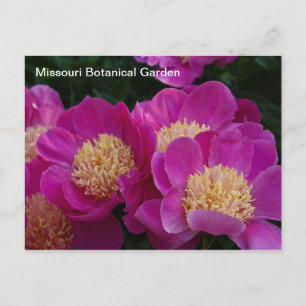 Peonies at Missouri Botanical Garden Postcard