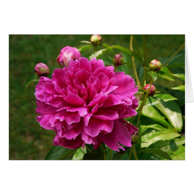 Peonies-CARD (Front Horizontal)