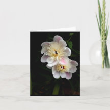 Peonies Folded Note Card