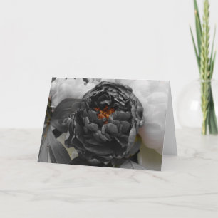 Peonies / Isolated Colour Card