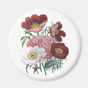 Peonies Magnet