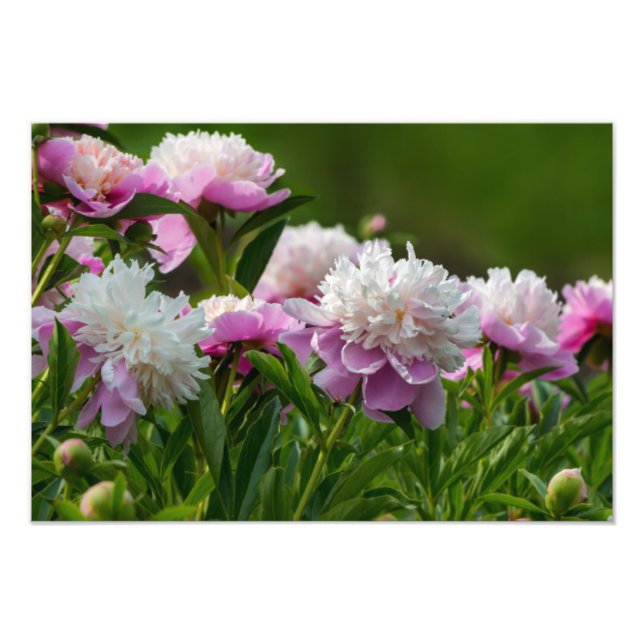 Peonies Photo Print (Front)