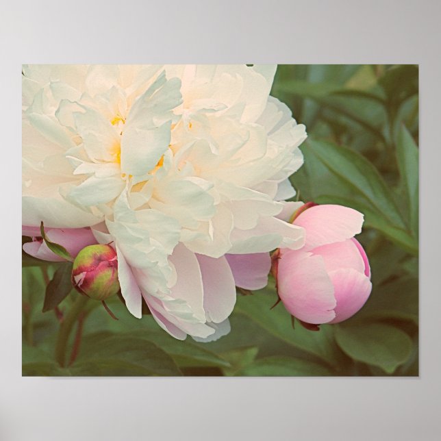 Peonies Pink Peony and Bud Flower Art Poster (Front)