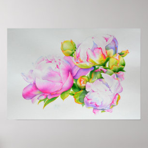 Peonies, pink, white, floral watercolor painting poster