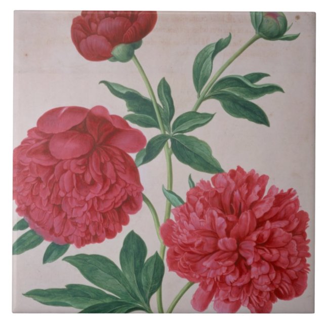 Peonies, plate 46 from the Nassau Florilegium (w/c Ceramic Tile (Front)