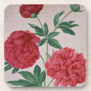 Peonies, plate 46 from the Nassau Florilegium (w/c Coaster