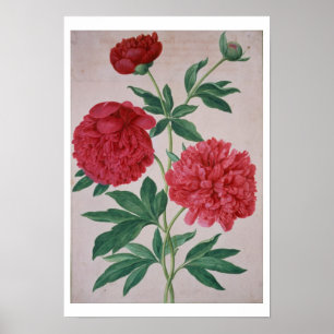 Peonies, plate 46 from the Nassau Florilegium (w/c Poster
