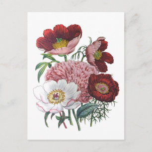 Peonies Postcard