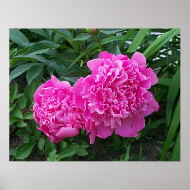 Peonies Poster (Front)