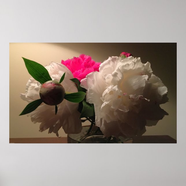 Peonies, Poster (Front)