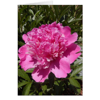Peony