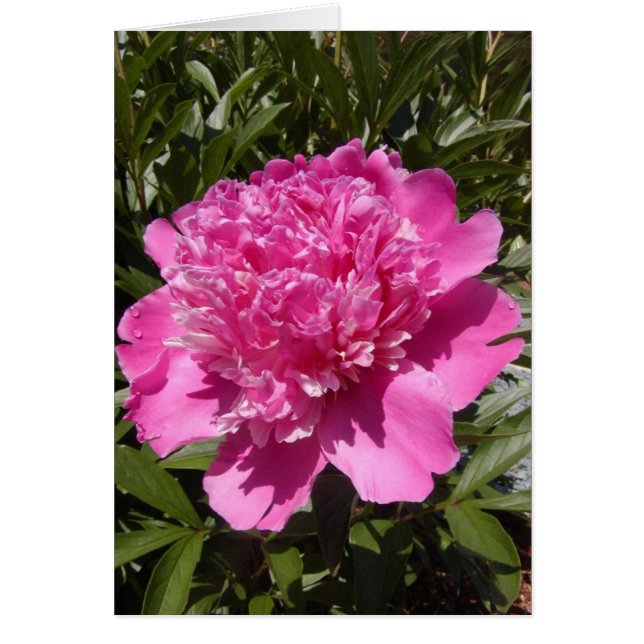 Peony (Front)