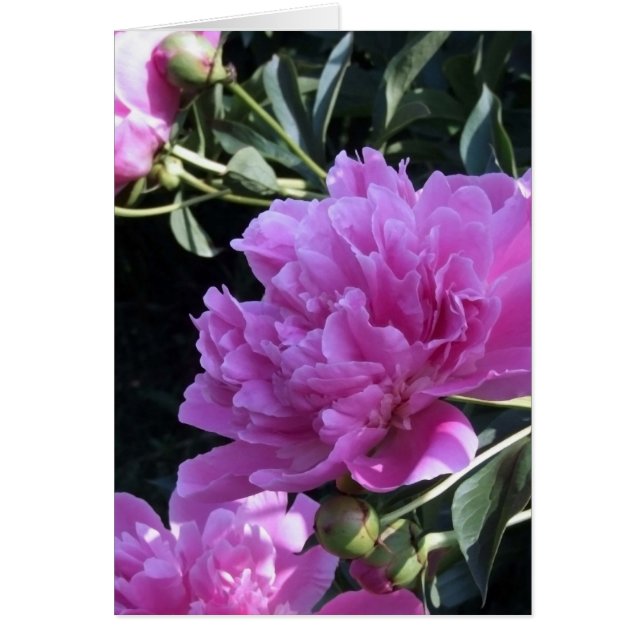 Peony (Front)