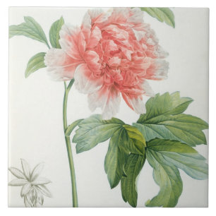 Peony, 1799 (colour stipple print) ceramic tile