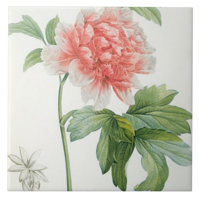 Peony, 1799 (colour stipple print) ceramic tile (Front)