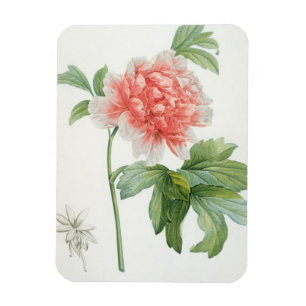 Peony, 1799 (colour stipple print) magnet