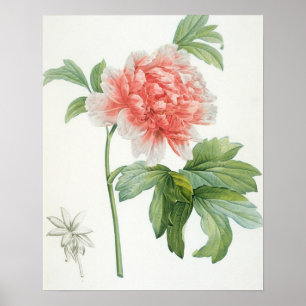 Peony, 1799 (colour stipple print) poster