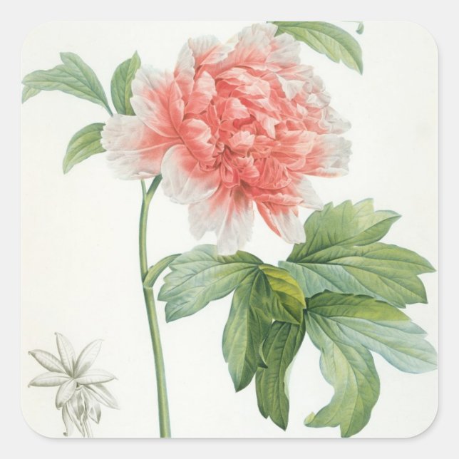 Peony, 1799 (colour stipple print) square sticker (Front)