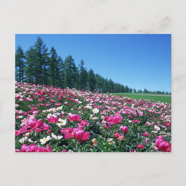 Peony 2 postcard (Front)